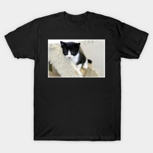 Whiskery Worries T-Shirt